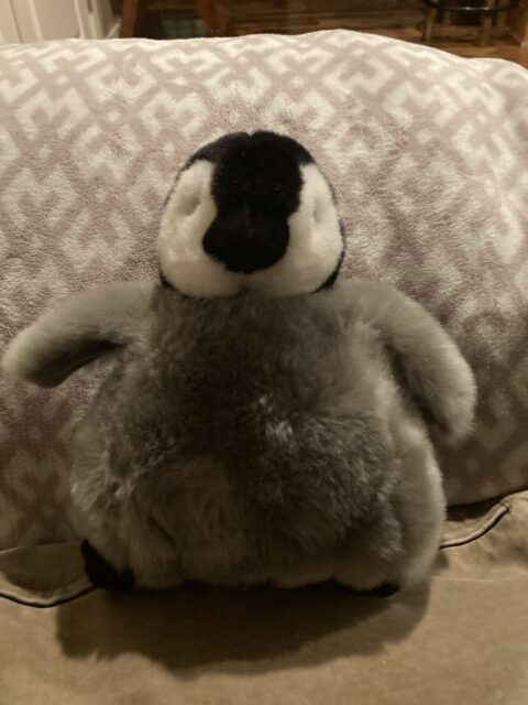 Penguino on a bed in Washington